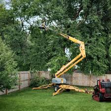 Best Tree Cabling and Bracing  in Random Lake, WI