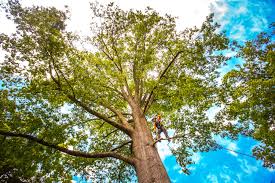 Best Tree Removal Service  in Random Lake, WI