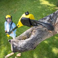 Best Tree and Shrub Care  in Random Lake, WI