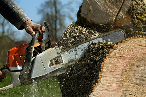 Best Stump Grinding and Removal  in Random Lake, WI